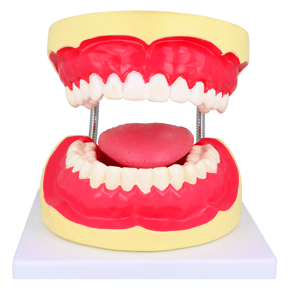 Модель зубов + щётка Falcon