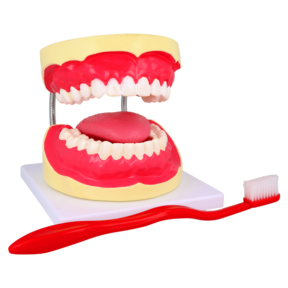 Модель зубов + щётка Falcon